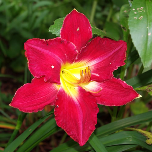 Hemerocallis Sacred Fire